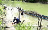 "Kè xanh" phòng sạt lở