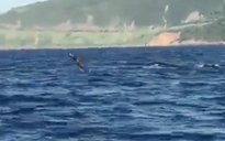 CLIP: Đàn cá heo lần đầu xuất hiện, bơi lội ở bán đảo Sơn Trà