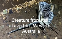 “Sinh vật bí ẩn đến từ địa ngục” ở Tây Úc