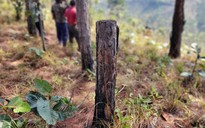 Vụ "đầu độc" rừng thông tại Lâm Đồng: Yêu cầu tạm đình chỉ 2 chủ tịch xã