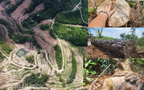 Rừng thông 30 năm tuổi ở Thanh Hóa bị đốn hạ tan hoang