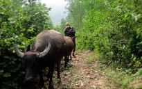 "Gửi" trâu, bò trên dãy Hoành Sơn