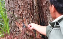 Hàng loạt cây thông ba lá bị đầu độc ở Lâm Đồng