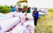 Giá gạo xuất khẩu tăng, nông dân được lợi
