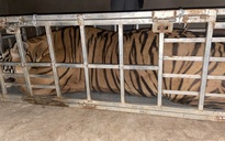 2 người đàn ông vận chuyển một con hổ sống nặng 235 kg