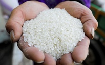 Tăng 19,7% trong 1 năm, giá gạo toàn cầu chạm đỉnh 12 năm