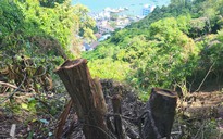 Nhiều cây xanh bị chặt, núi Nhỏ Vũng Tàu trông như vừa xảy ra sụt lún