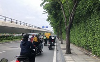 Hàng cây trên đường vào sân bay Tân Sơn Nhất bị "bức tử"