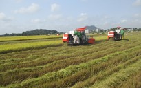 Vì sao nhiều doanh nghiệp không được trực tiếp xuất khẩu gạo?