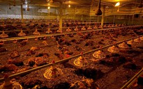 Người dân chung tay "giải cứu" gần 10.000 con gà chết ngạt do chập điện