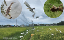 CLIP: Tràn lan "thiên la địa võng" tận diệt chim trời ở Thanh Hóa