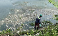 Đà Nẵng: Vớt xong gần 7 tấn, cá chết lại tiếp tục nổi trắng hồ