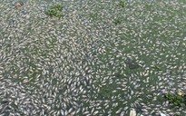 Đà Nẵng: Đề xuất tỉa thưa đàn cá để giảm số lượng cá chết