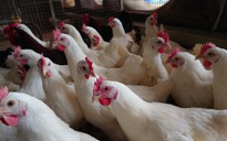 Đại gia thép Hòa Phát bán hơn 300 triệu quả trứng, ra mắt thêm trứng gà vỏ hồng