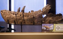Mỹ: Xuất hiện "vua quái vật" dài 12 m, nguy hiểm hơn T-rex