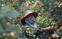 Nông dân vựa quất cảnh lớn nhất xứ Thanh bội thu