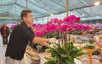 VIDEO: Cắm hoa lan phục vụ Tết, kiếm tiền triệu mỗi ngày