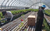 Chưa đưa lao động Việt Nam sang Israel làm việc