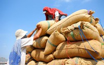 Để xuất khẩu gạo đi vào bền vững
