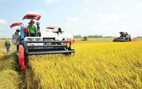 TỌA ĐÀM “GIẢI PHÁP ĐƯỜNG DÀI CHO XUẤT KHẨU GẠO”: Liên kết thật chặt, gạo Việt sẽ tiến xa
