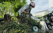 Quảng Ngãi: Giá cau cao kỷ lục, "trăm năm mới có một lần"