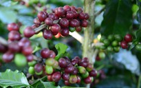 Cà phê Robusta, Arabica đồng loạt tăng giá sốc