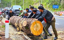 Cây thông cổ thụ ngã chắn hết đèo Prenn, đường lên Đà Lạt ùn tắc