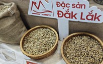 Sốc nặng với giá cà phê Robusta