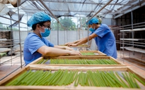 Chuyển đổi xanh là cơ hội, nhu cầu: Đầu tư bài bản sẽ hái trái ngọt