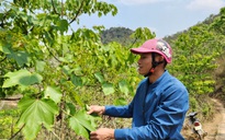 Nỗ lực để Mường Lát thoát nghèo: Gần hơn với miền xuôi