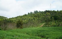 Thoát nghèo nhờ trồng rừng