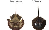 Vụ ăn tối ngoài quán về, 2 người bỗng tê buốt người, nhập viện khẩn cấp: Kiểm tra quán ốc