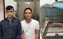 Bắt khẩn cấp 2 đối tượng cướp chim chào mào ở Quảng Nam
