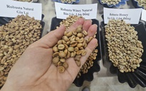 Giá cà phê hôm nay 22-12: Bất ngờ về đối thủ Robusta Việt