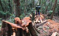 Quảng Ngãi ngăn chặn lợi dụng chính sách xóa nhà tạm để xâm hại rừng
