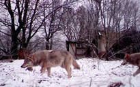 Tiết lộ về khả năng bất ngờ của sói Chernobyl