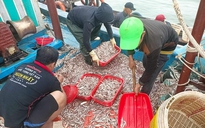 Một ngư dân ở Quảng Bình trúng mẻ cá cơm hơn 150 triệu đồng