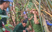 Khởi tố vụ hủy hoại rừng để làm đường dây thủy điện Tr'Hy ở Quảng Nam