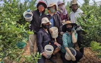 Úc mở cửa đón lao động nông nghiệp Việt Nam