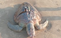 Xác rùa với vết nứt dài dạt vào bờ biển Vũng Tàu