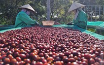 Nỗ lực xuất khẩu cà phê đạt 5 tỉ USD