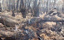 Cà Mau họp rút kinh nghiệm sau vụ cháy rừng tràm