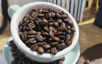 Giá cà phê trong nước tăng như vũ bão, tiến sát 120.000 đồng/kg