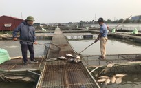Cá nuôi lồng trên sông chết bất thường hàng loạt 