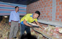 Nuôi gà siêu trứng trong… phòng lạnh