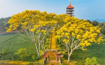 Xây dựng hình ảnh "thành phố hoa phượng vàng" cho Bảo Lộc