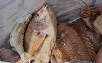 Cá chết bất thường trên sông ở Quảng Nam