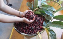 Giá cà phê Robusta lại sốt trên sàn