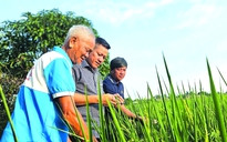 Bội thu lúa ST25 hướng hữu cơ