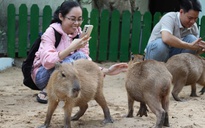 Ngắm "bộ trưởng ngoại giao trong giới động vật" tại Thảo Cầm Viên Sài Gòn